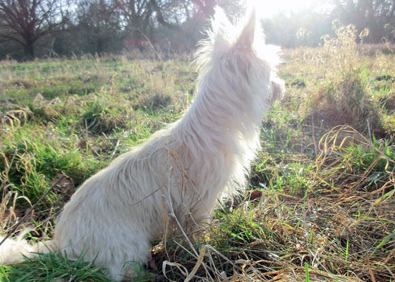 Gesunder Hund ohne Krankheiten