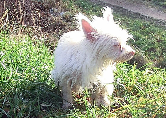 Hund im Gras ist Zecken ausgesetzt