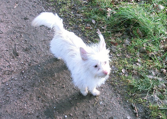 Hund in Bewegung beim Sparziergang