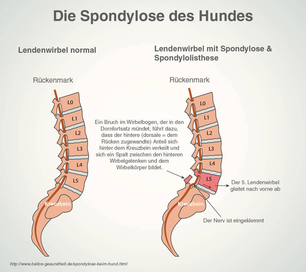 spondylose beim Hund