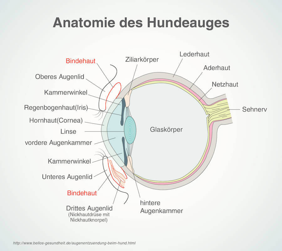 Anatomie des Hundeauges