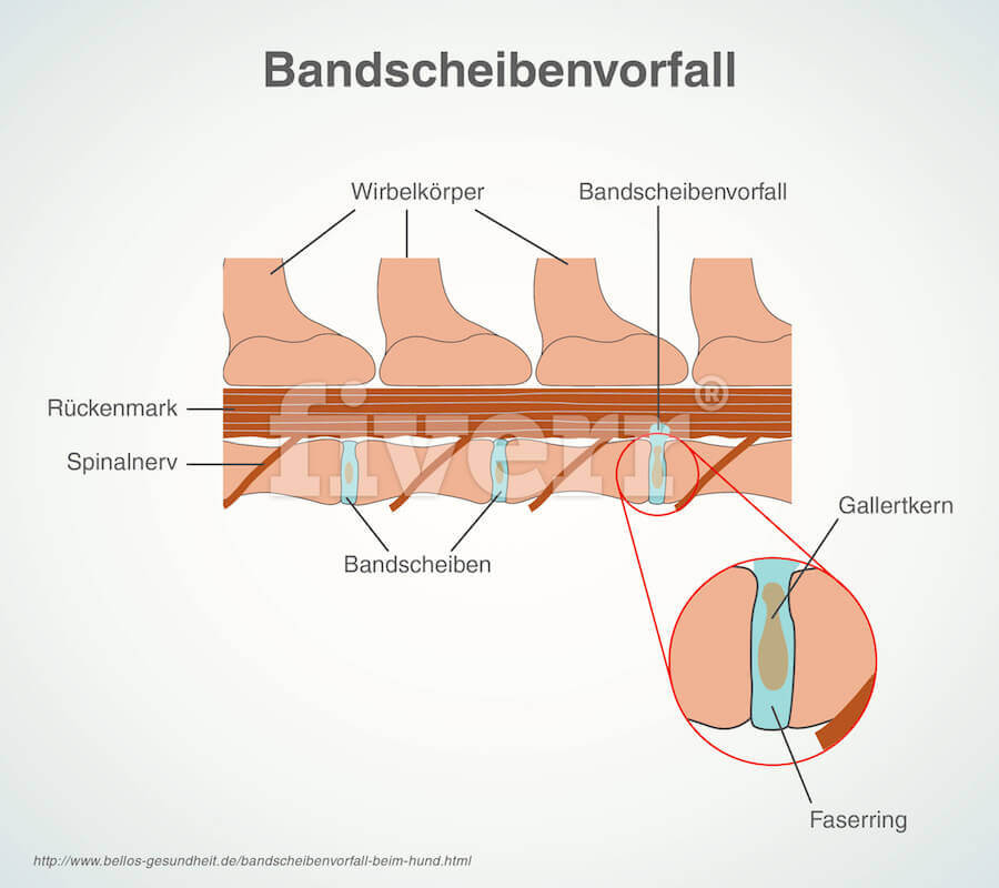 bandscheibenvorfall hund erfahrungen