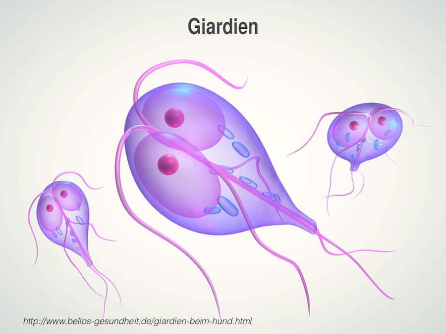 wie sehen giardien zusten aus papilloma vagy fertőzés