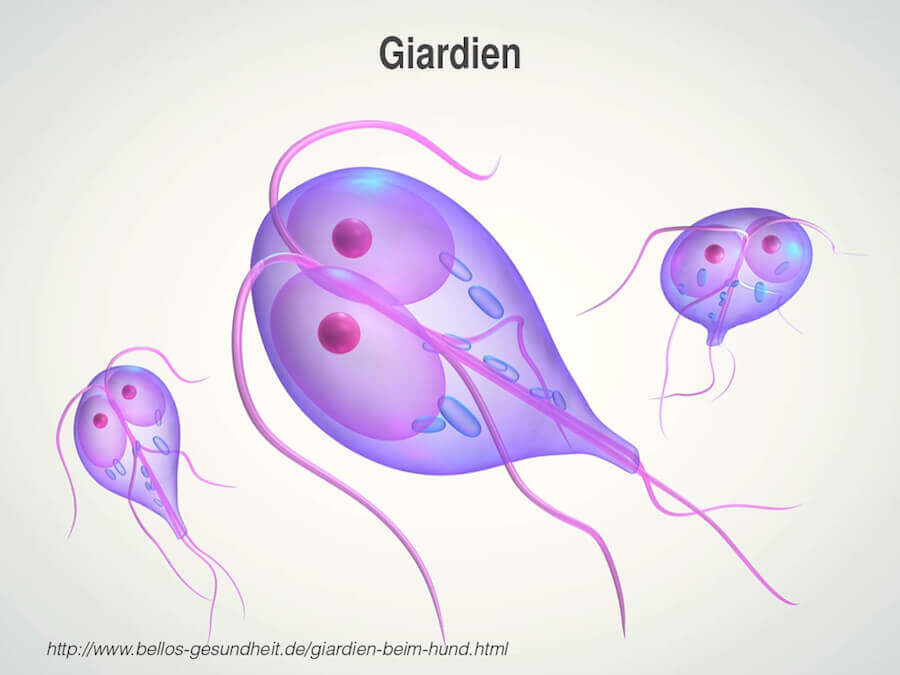 Giardia infektion hund