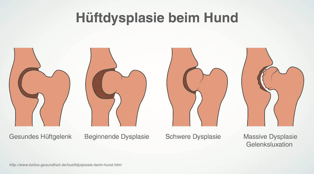 Hüftdysplasie beim Hund