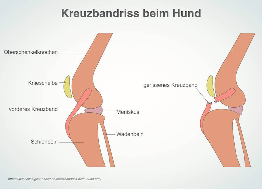 Kreuzbandriss beim Hund