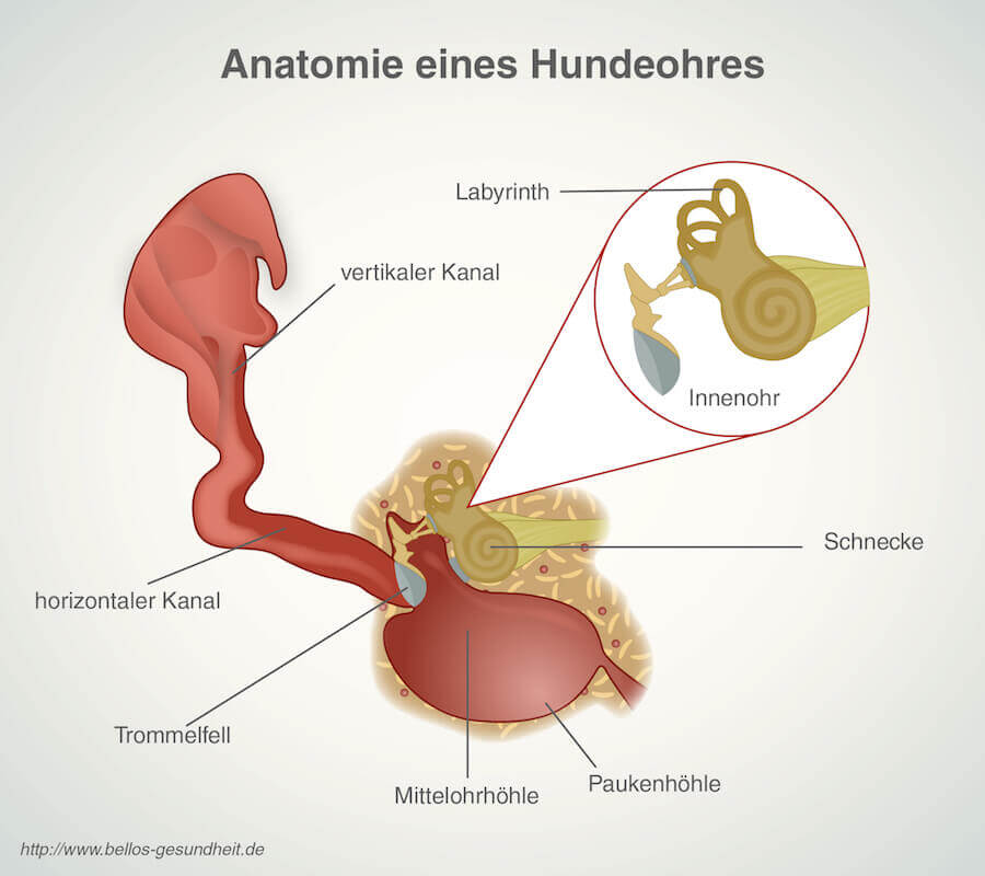 Anatomie Hundeohr