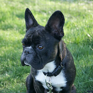 Franzo?sische Bulldogge