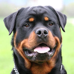 Rottweiler