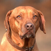 Rhodesian Ridgeback