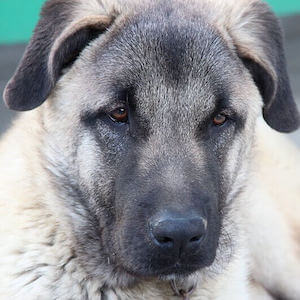 Hunderasse Kangal