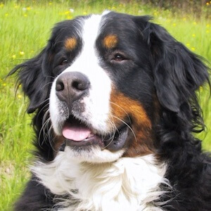 Hunderasse Berner Sennenhund