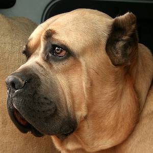 Cane Corso