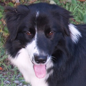 Hunderasse Border Collie