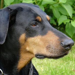 Dobermann