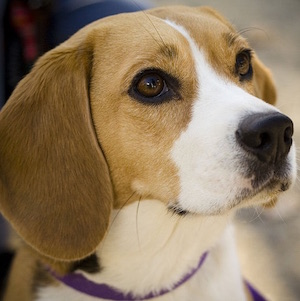 Beagle