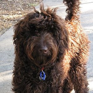 Hunderasse Labradoodle