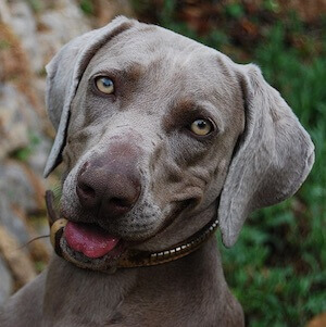 Hunderasse Weimaraner