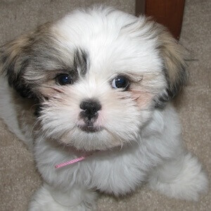 Shih Tzu