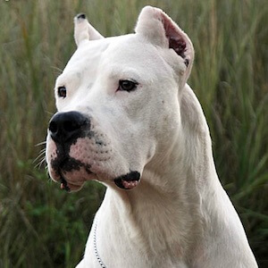 Dogo Argentino