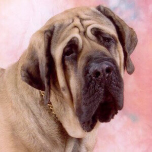 Mastiff