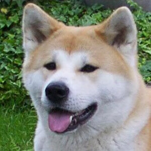 Akita Inu