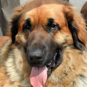 Leonberger