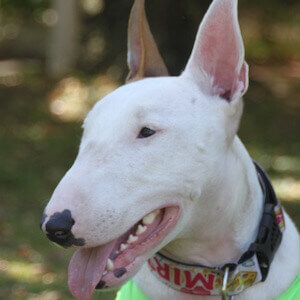 Bullterrier