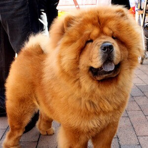 77+ Chow Chow