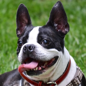 Boston Terrier