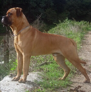 Bullmastiff