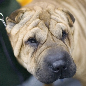 Shar Pei Charakter Ernahrung Gesundheit