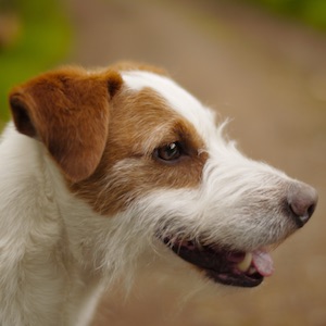 Hunderasse Jack Russel Terrier