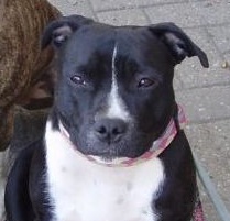 Staffordshire Bullterrier