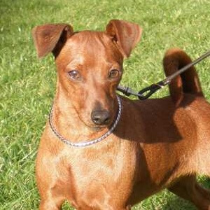 Zwergpinscher