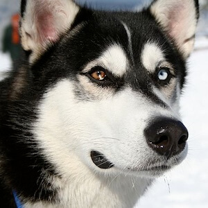 Siberian Husky