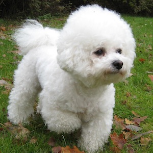 Bichon Frisé