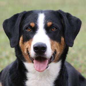 Appenzeller Sennenhund